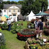 1406S 22 Hedera und Bux